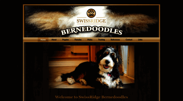 bernedoodles.com