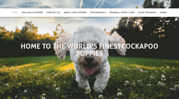 best-cockapoo.com