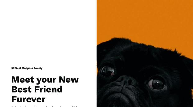 best-friends-furever.webflow.io