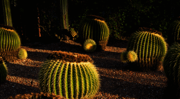 bevanscactus.com