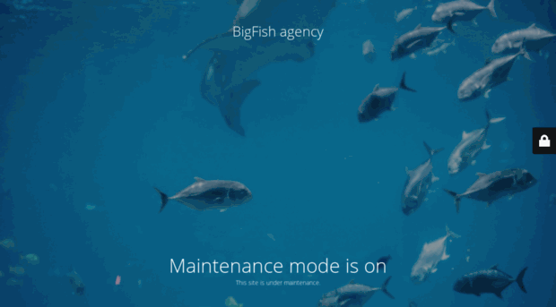 bigfish.agency