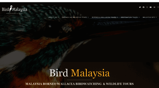 bird-malaysia.com