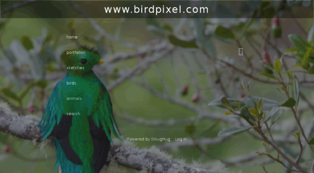 birdpixel.com