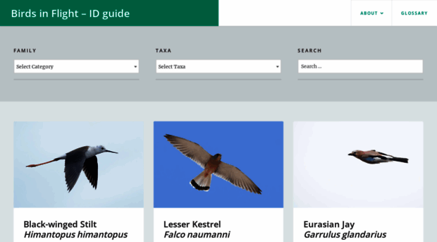 birds-in-flight.net