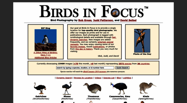 birdsinfocus.com