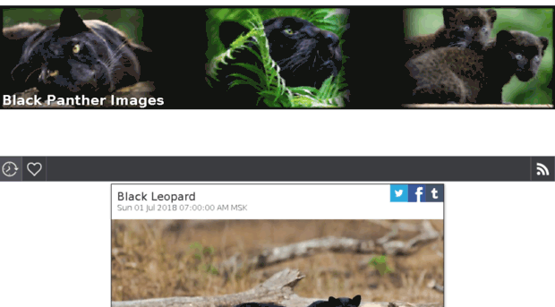 black-panther-animal.com