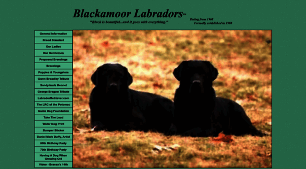 blackamoorlabradors.com