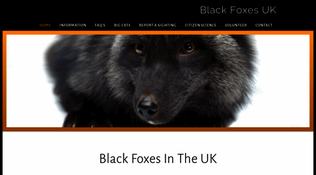 blackfoxes.co.uk