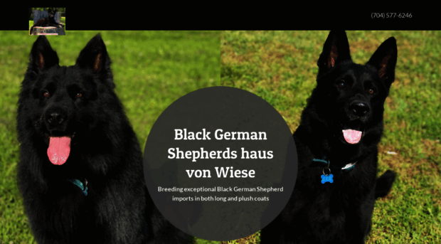 blackgermanshepherdshvw.com