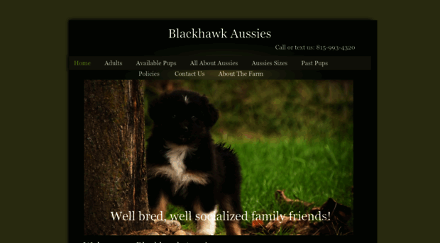 blackhawkaussies.com