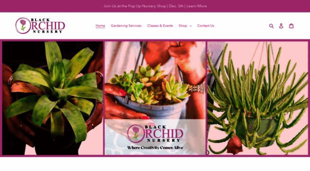 blackorchidnursery.com