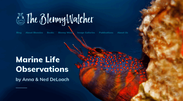 blennywatcher.com