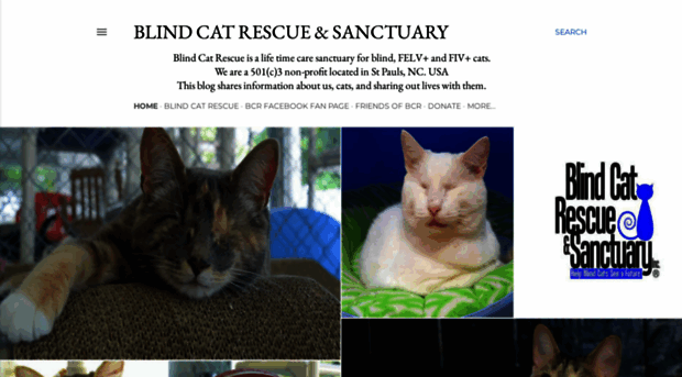 blindcatrescue.blogspot.com