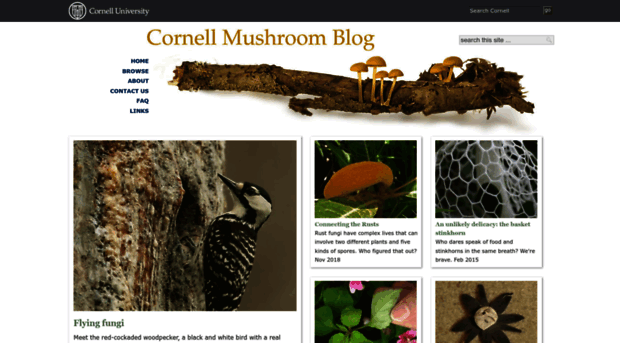 blog.mycology.cornell.edu