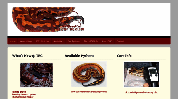 bloodpythons.com