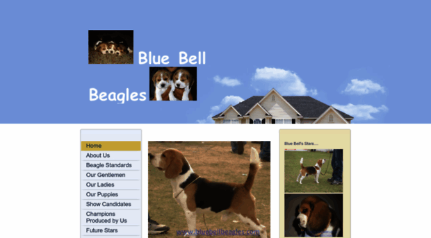bluebellbeagles.com