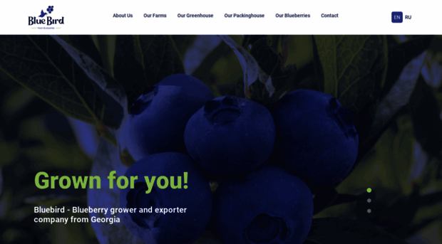 bluebird.ge
