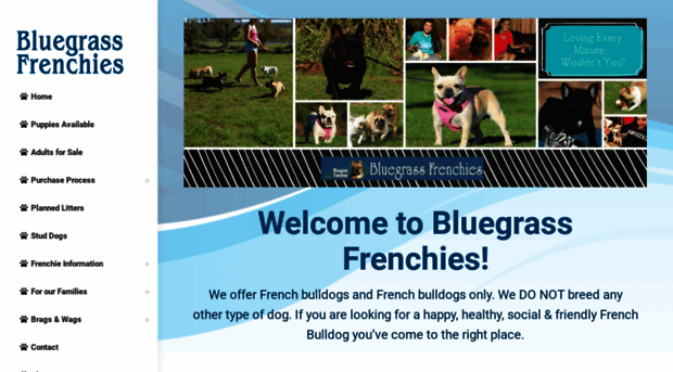 bluegrassfrenchies.com