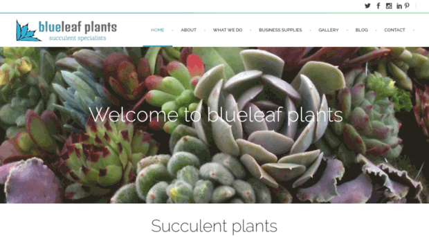 blueleafplants.co.uk