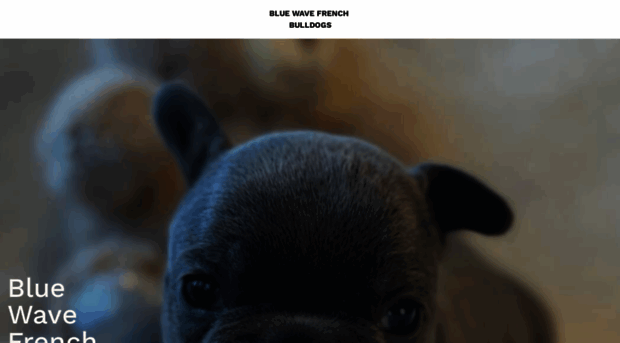 bluewavefrenchbulldogs.com