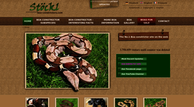 boa-constrictors.com