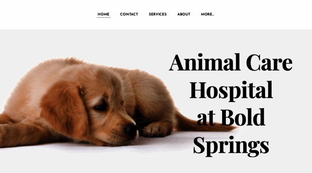 boldspringsvet.com