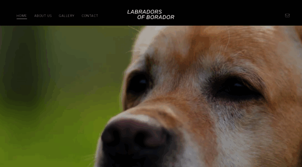 boradorlabradors.com