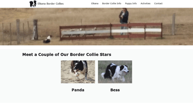 border-collies.com.au
