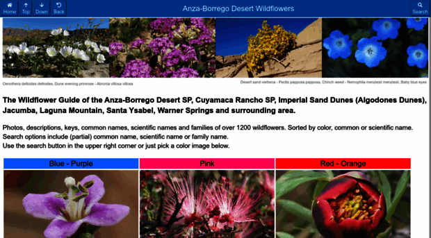 borregowildflowers.com
