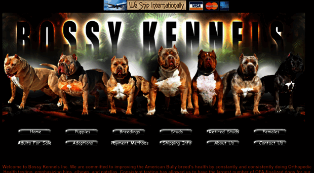 bossykennels.com