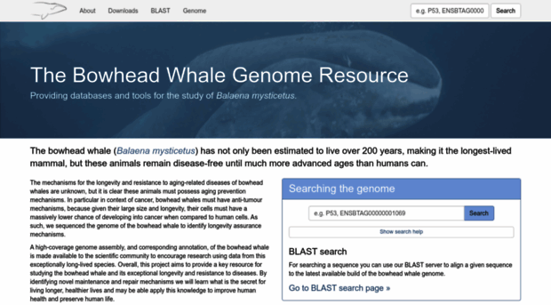 bowhead-whale.org