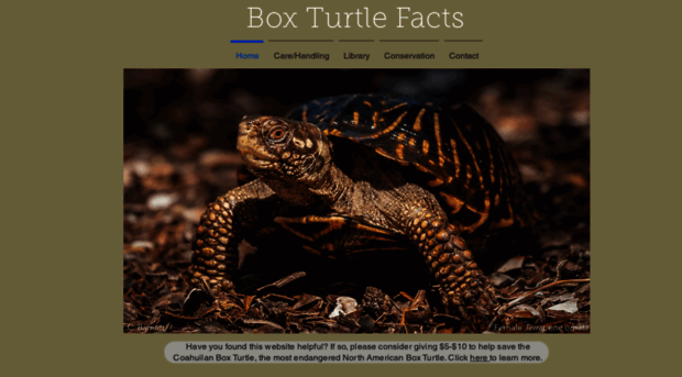 boxturtlefacts.org