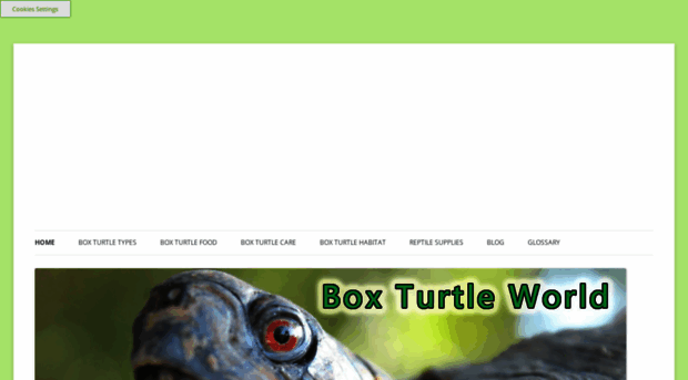 boxturtleworld.com