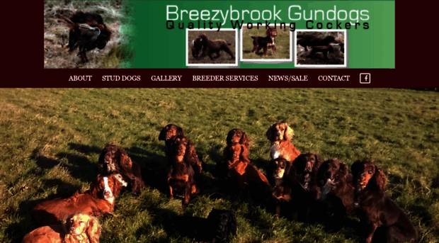 breezybrookgundogs.co.uk