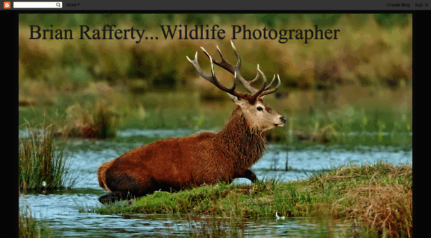 brianraffertywildlifephotographer.blogspot.com