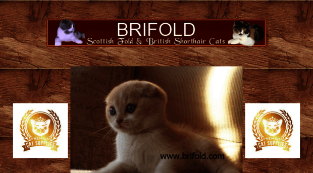 brifold.com