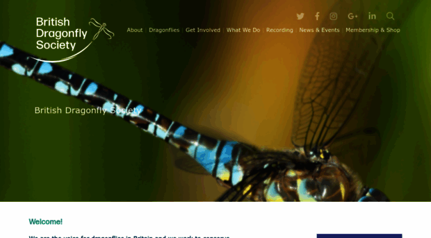 british-dragonflies.org.uk