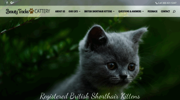 britishshorthairkittens.com