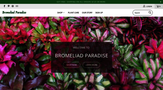 bromeliadparadise.com