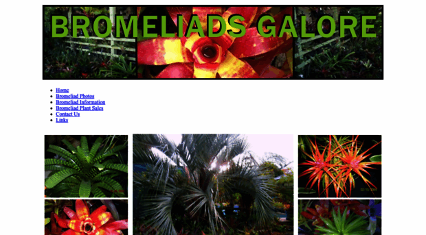 bromeliadsales.com