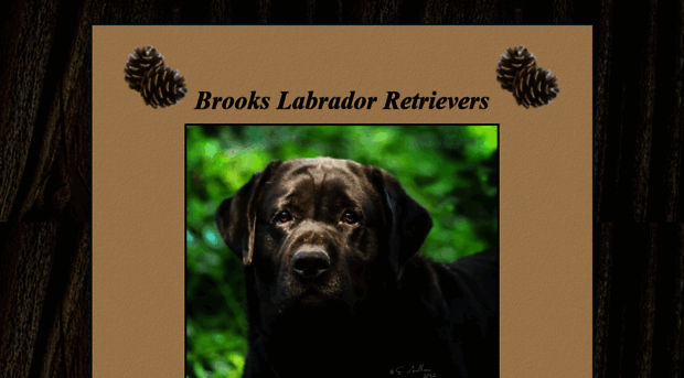 brookslabradorretrievers.com