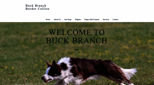 buckbranchbordercollies.com