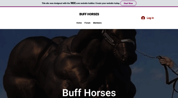 buffhorses.com