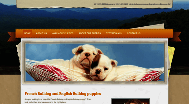 bulldogpuppybreeder.weebly.com