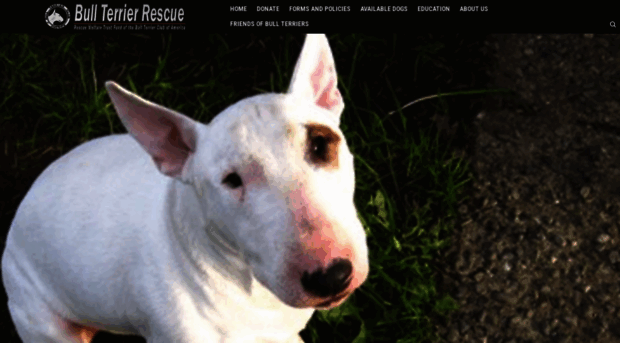 bullterrierclubofamericarescue.com