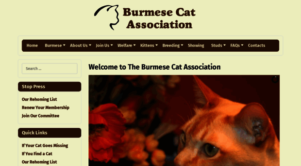 burmesecatassociation.org