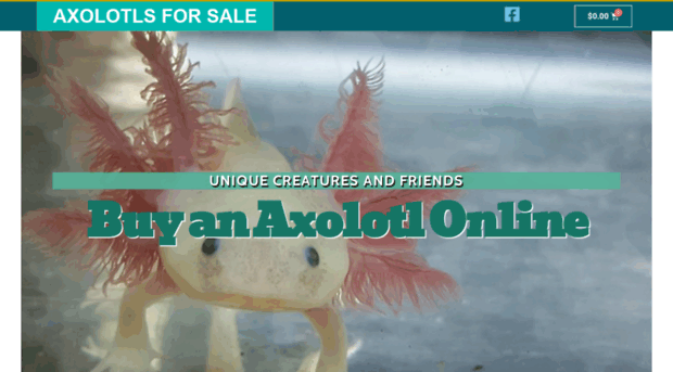 buyanaxolotl.com