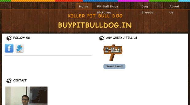 buypitbulldog.in