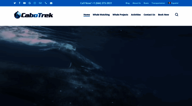 cabowhaletrek.com