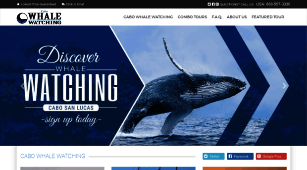 cabowhalewatching.net